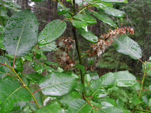 Photo By: Stephen M. Young. Photo taken: Essex County, NY on 22 July 2003